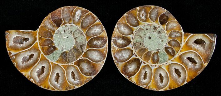 Small Desmoceras Ammonite Pair #5293